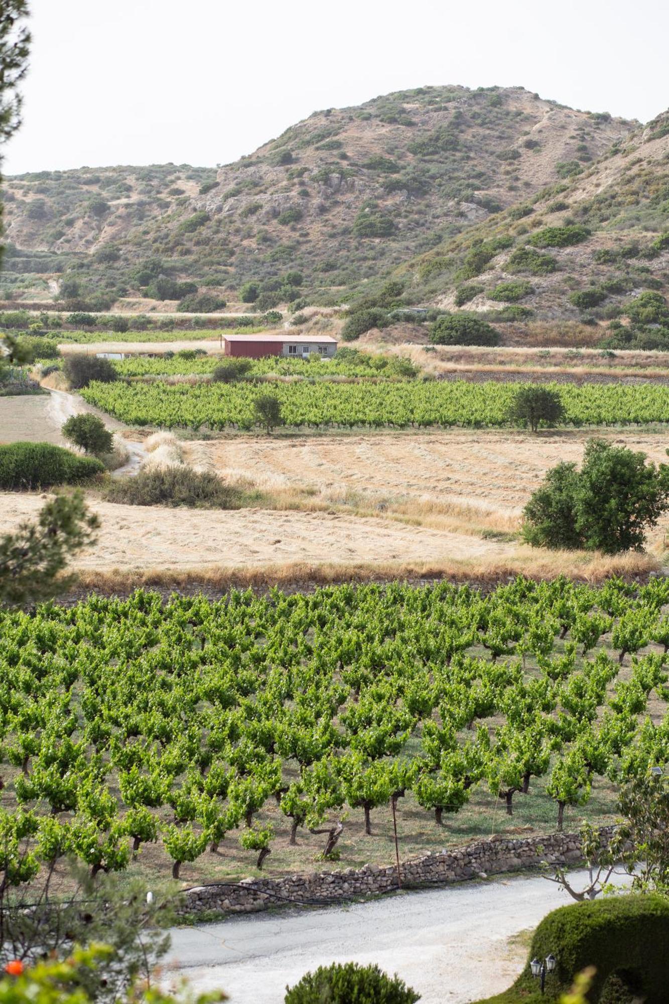 Vina Oliva Resort Pissouri Exteriér fotografie